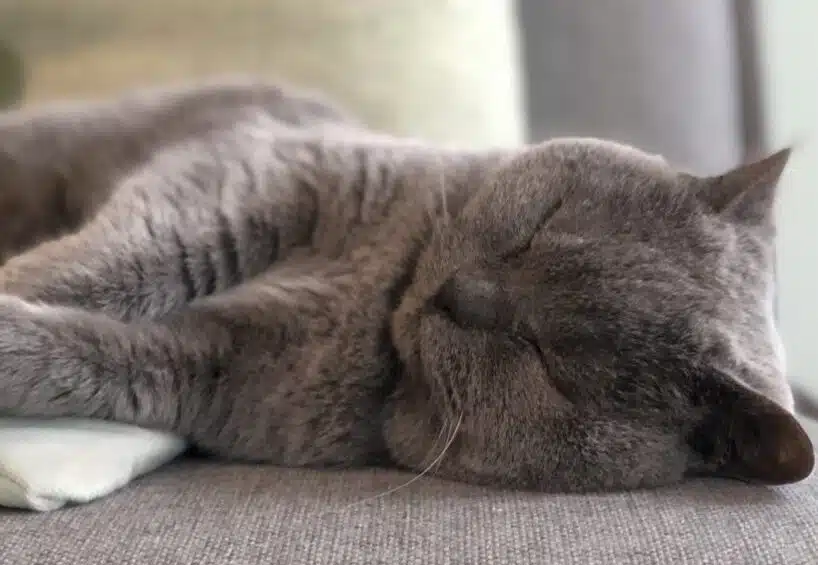 Britse korthaar slapend